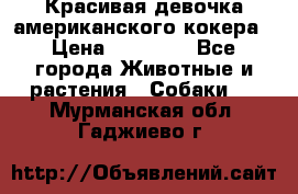 Красивая девочка американского кокера › Цена ­ 35 000 - Все города Животные и растения » Собаки   . Мурманская обл.,Гаджиево г.